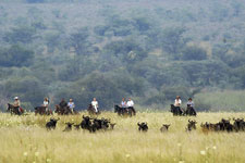 Botswana-Mashatu-Land of the Giants - Mashatu Deluxe Safari